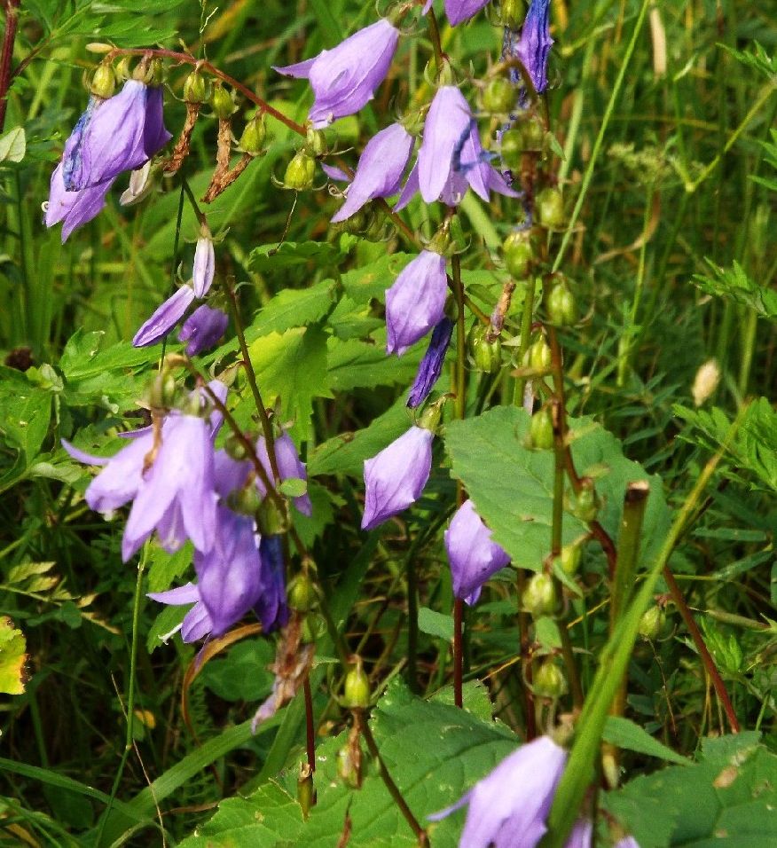 Campanula rapunculoides / Campanula serpeggiante